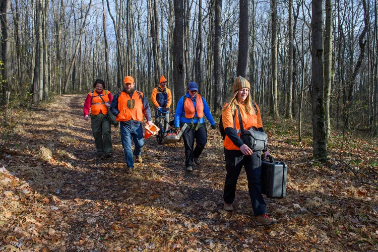 A group of people wearing orange hunting vests walk on a leaf-covered road surrounded by trees in the fall.