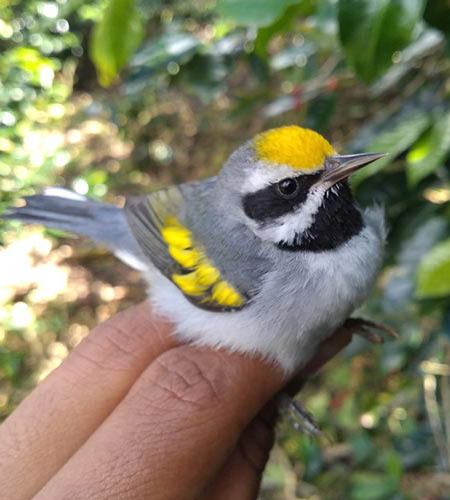 A hand holding a Golden-winged Warbler