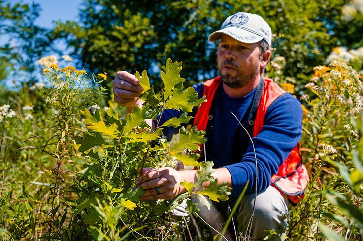 Michael Tyree looks closely at the leaves of a young white oak surrounded by tall weeds, with larger trees in the background.