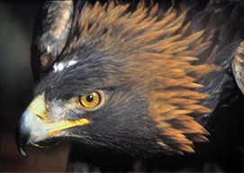 Golden Eagle by Larry Allan