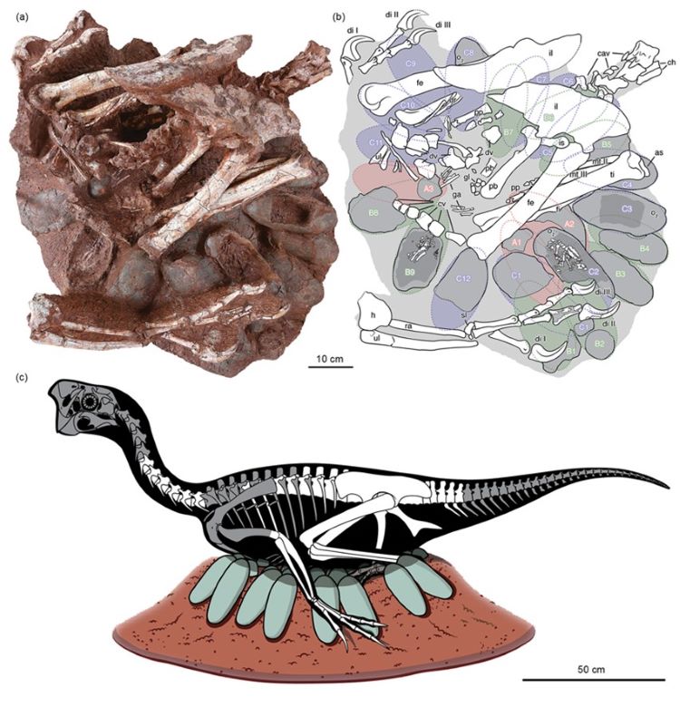 An oviraptorid specimen consisting of an adult skeleton preserved atop an embryo-bearing egg clutch