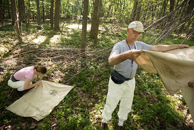 Student and professor doing tick research in the woods