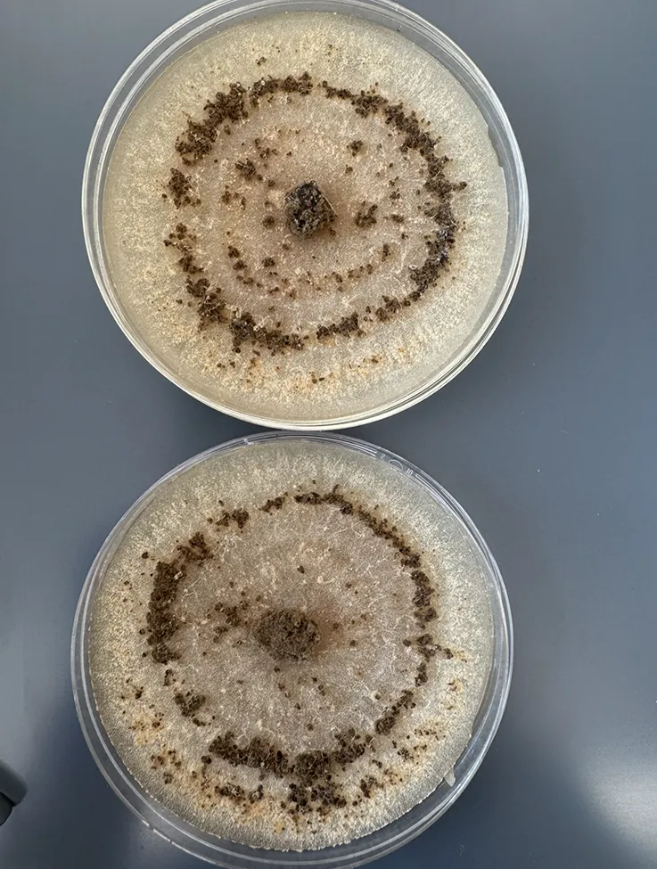 two petri dishes