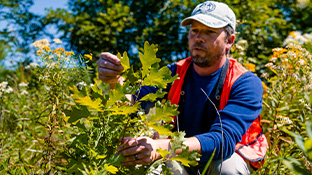 A professor monitors the health of a white oak seedling in a field beside the Flight 93 National Memorial.