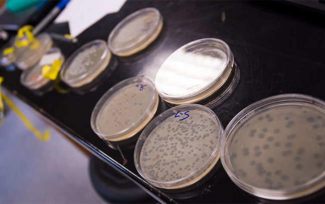 close-up of petri dishes in a biology lab