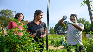 Three people working in a vegetable garden. One has just picked some tomatoes.