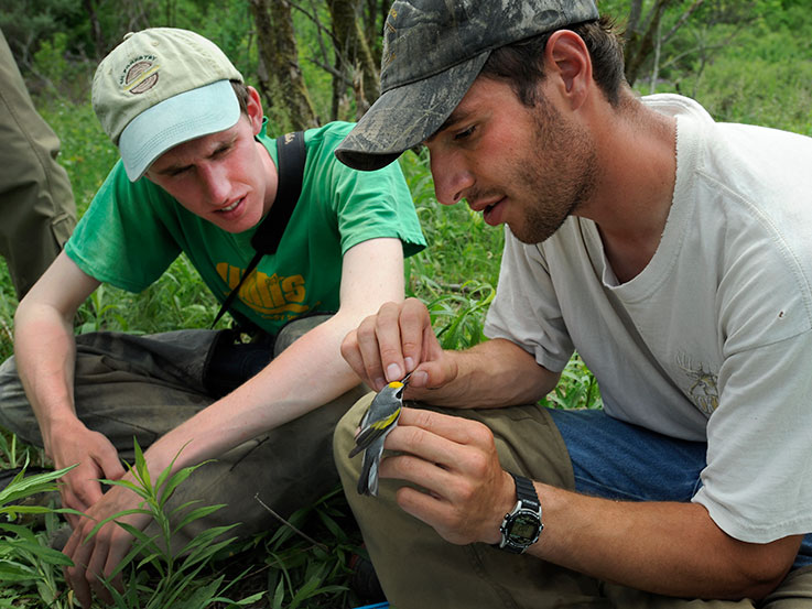 Two biology students studying a Golden Warbler