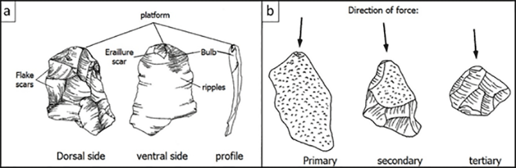 flake morphology