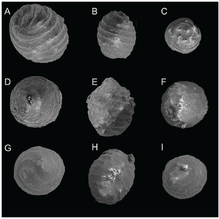 Micrograph image of charophytes 