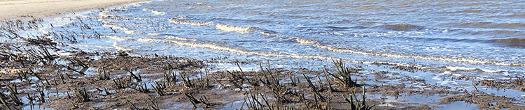 Marsh eroding out of beach banner
