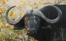 African Buffalo African Buffalo