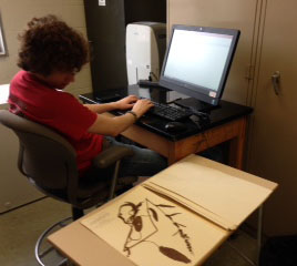 Student worker Caleb doing inventory at the IUP Herbarium