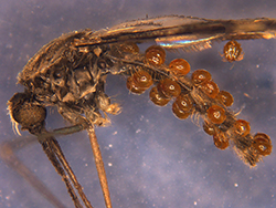 Water Mite Mosquito Parasitism