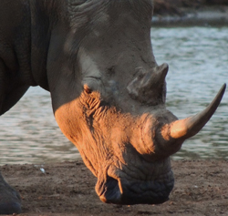 Luciano Africa Rhinocerus