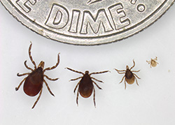 Ticks next to a dime