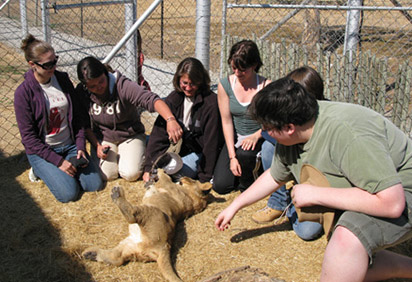 Students with a lion cub on a study abroad trip to Africa