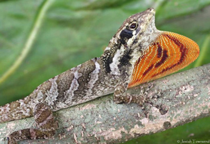 Anole