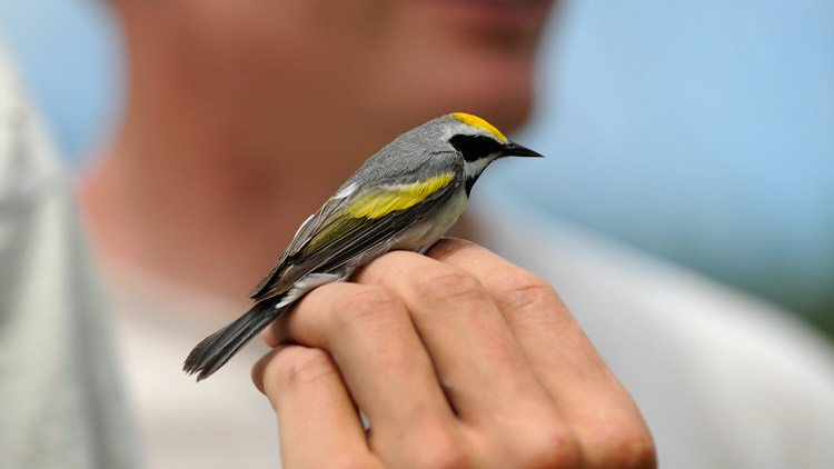 A golden-winged warbler is held