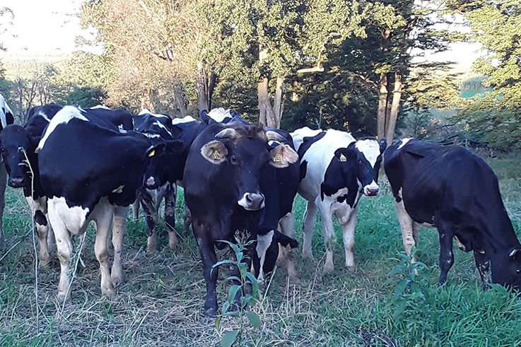 Mariah's cows at the farm