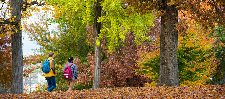 Students walking through the Oak Grove 