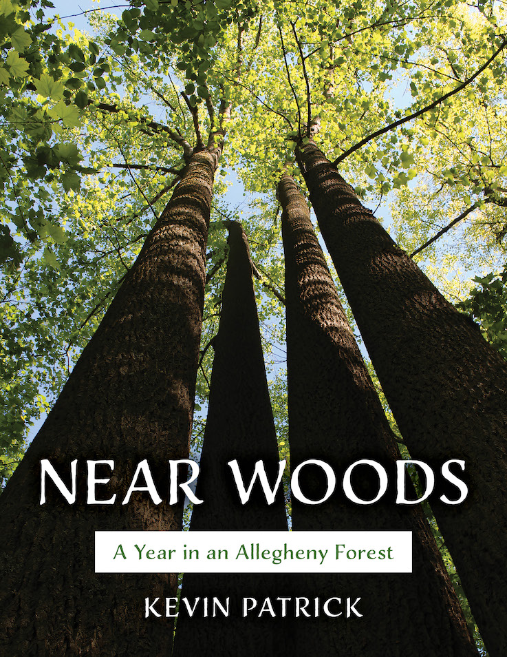 Cover of the book "Near Woods," with a view of looking up into a canopy of trees