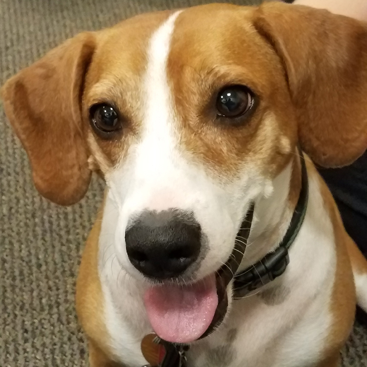 Ranger, IUP's Therapy Dog
