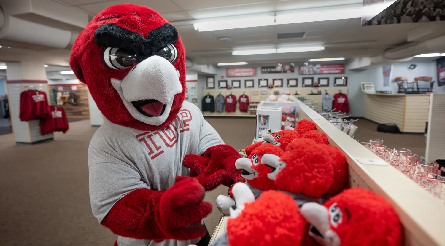 Norm looking at Norm plushies in the IUP co-op store