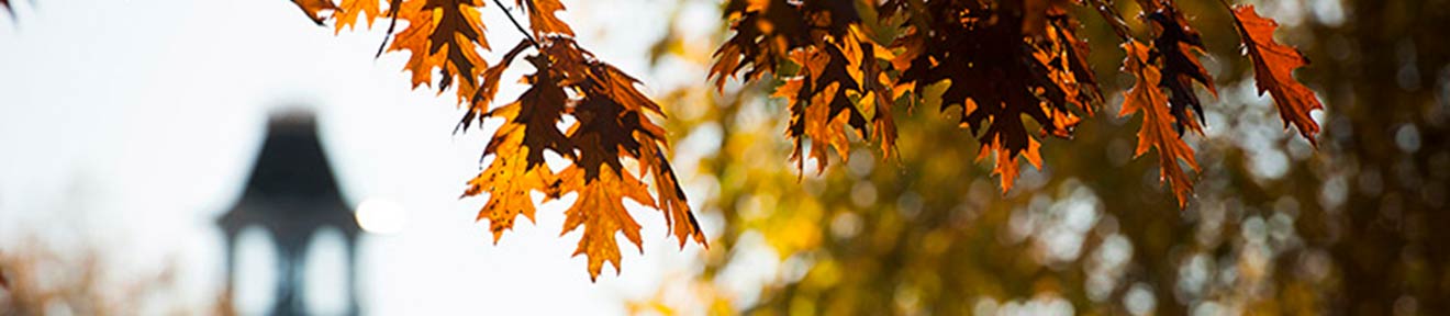 Autumn leaves framing the Sutton Hall Bell Tower in the background