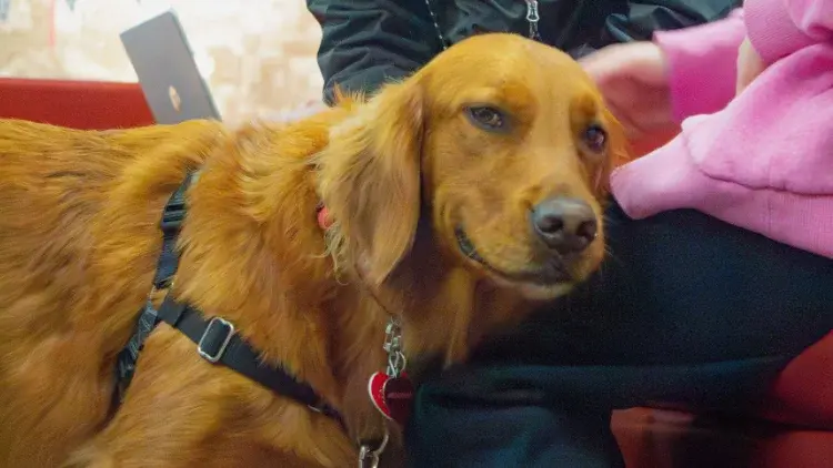 Therapy Dogs at Stapleton Library during Fall Semester