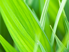 Leaves of Grass Leaves of Grass