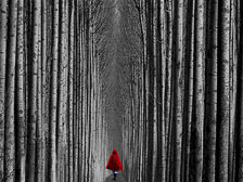 Into the Woods Into the Woods
