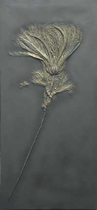 Crinoid, or sea lily, is not a plant but actually a sea creature of the late Mesozoic period