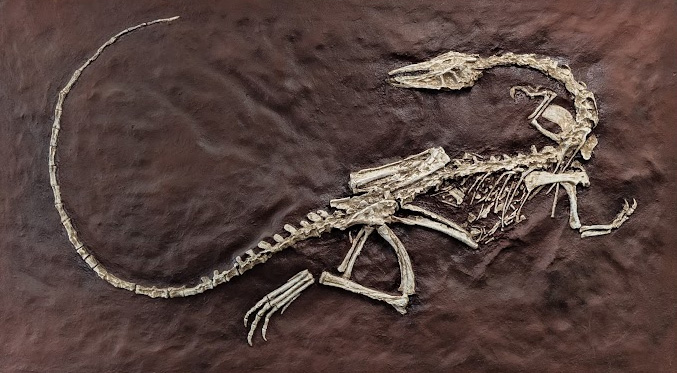 Coelophysis skeleton