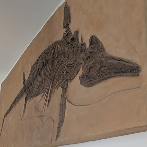Ichthyosaur skeleton