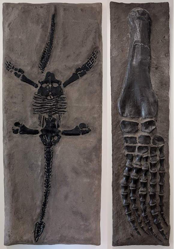Plesiosaurs skeleton and flipper skeleton