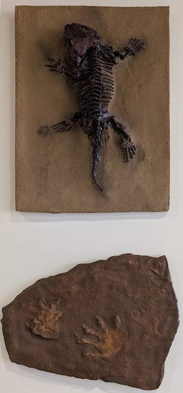 Seymouria skeleton and footprint