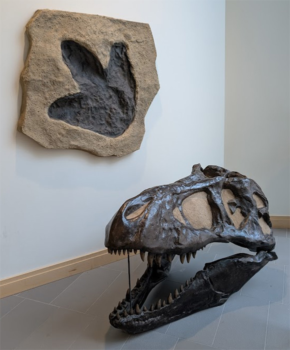 Tyrannosaurus rex skull and footprint