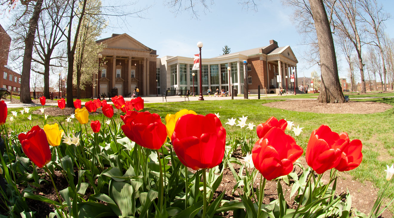 A close up shot of bloomed tulips growing in the IUP Oak Grove