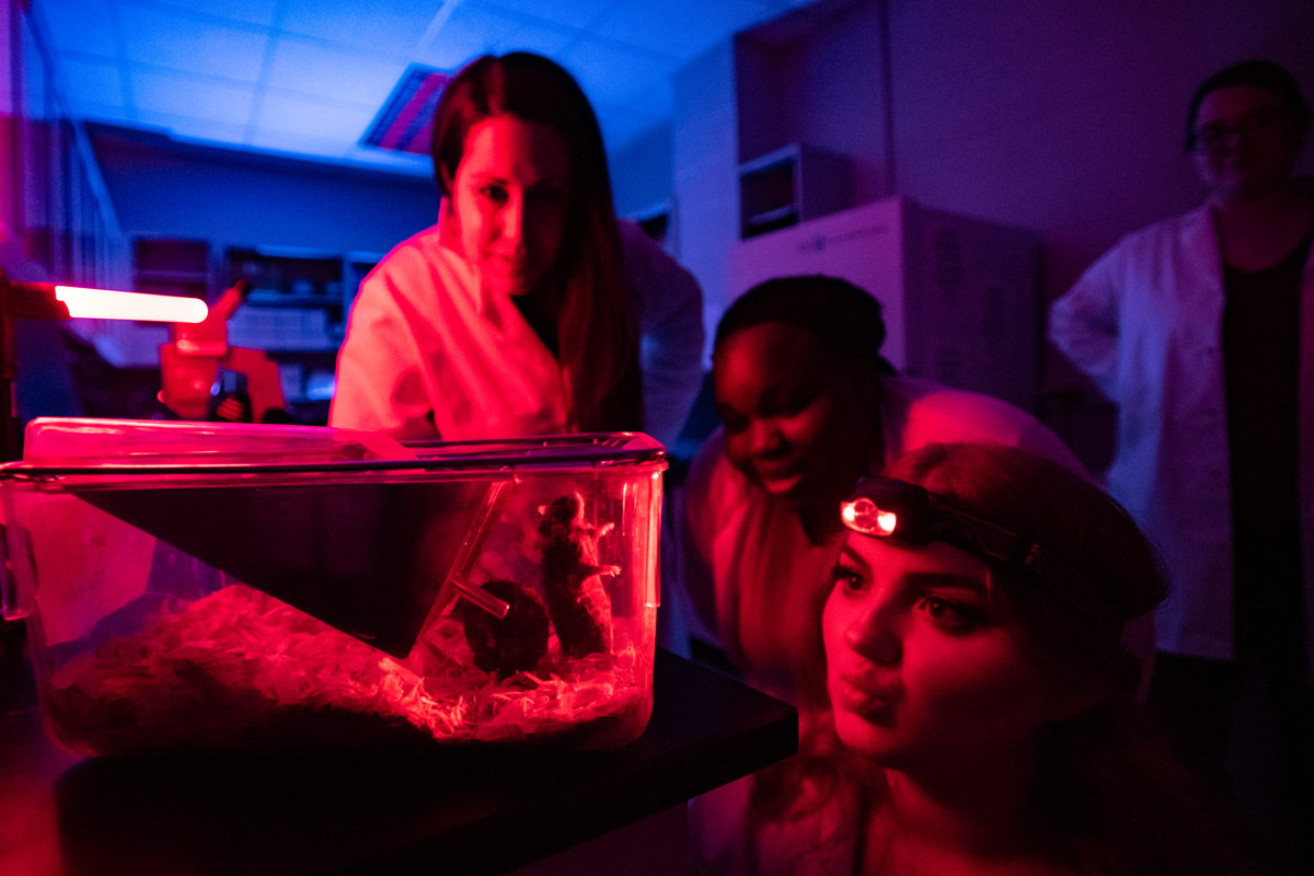 Christina Ruby, Gerneleh Paye and Katie Smith prepare to do an anxiety study with a C57 black 6 laboratory mouse inside Ruby’s circadian rhythms lab in Weyandt Hall.