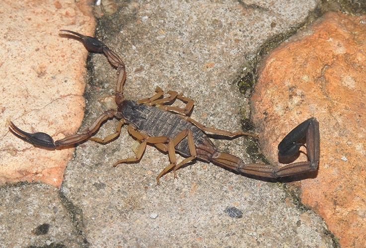 Bark Scorpion