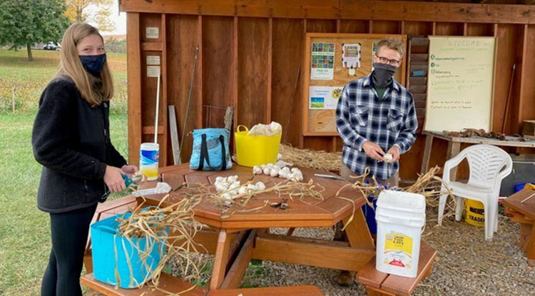 At the Indiana Community Garden, Madeline West and December 2020 graduate Jacob Hall prepared garlic that had been harvested and dried.