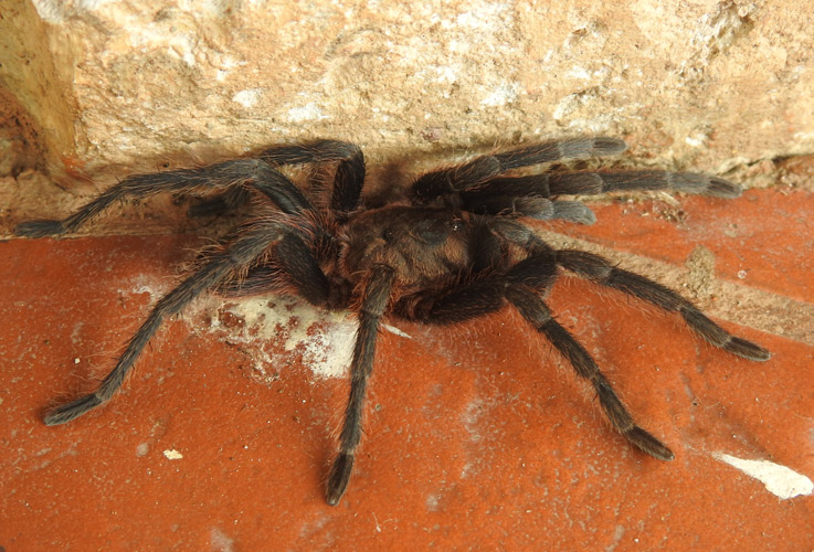 Tarantula Tarantula