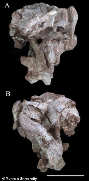 Bone fragments from the recovered dinosaur