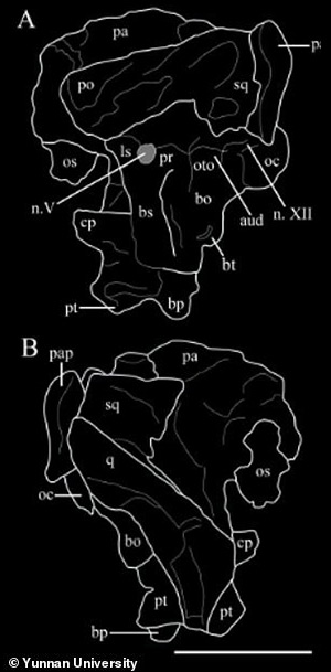 Diagram of one fragments from the recovered dinosaur