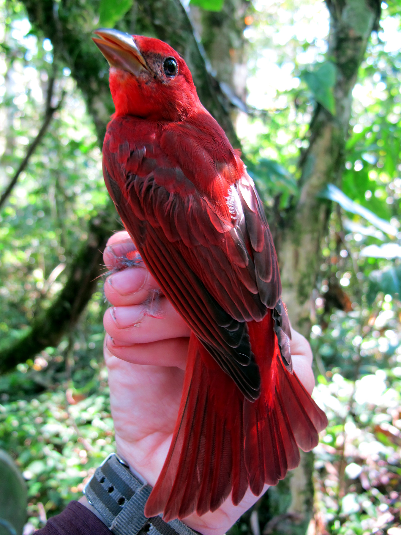 A hand holding a red bird