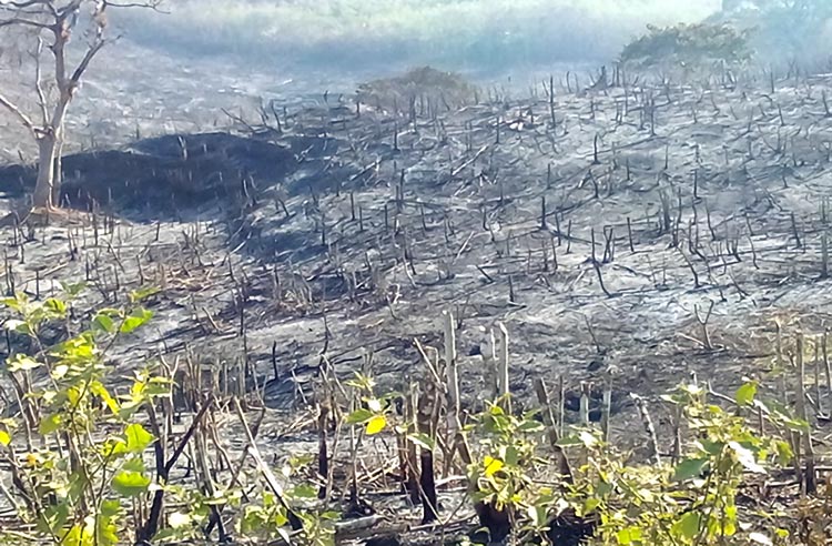 Barren hill that has been stripped bare from deforestation