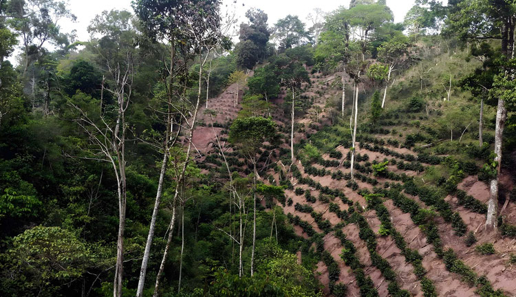 Coffee plants growing in strips along a forest hillside