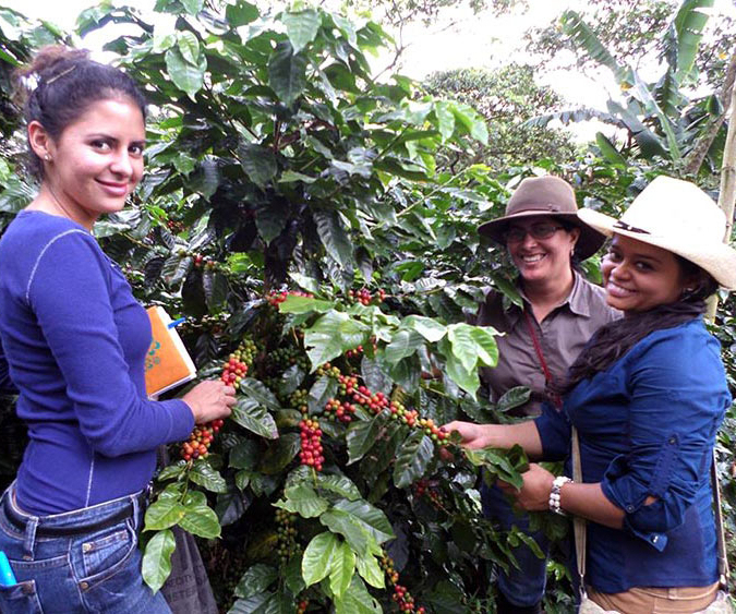 Three workers inspecting coffee plants