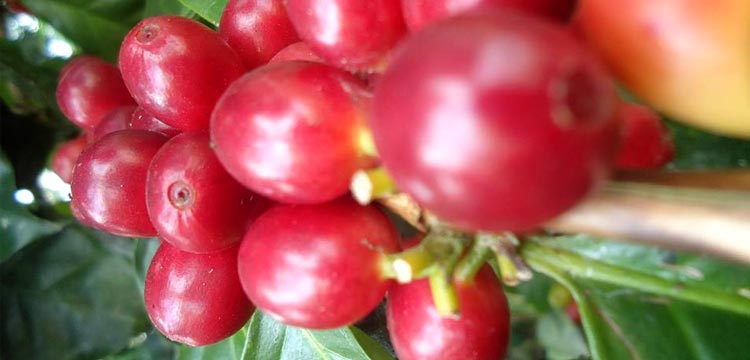 Red coffee berries on the branch