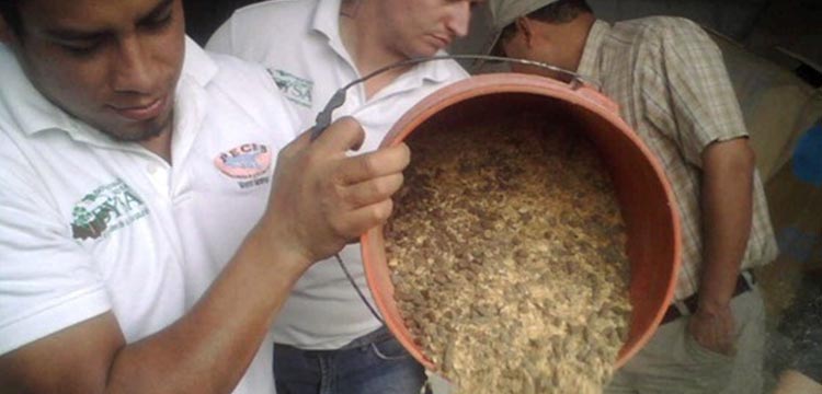 Worker dumping out wood pellets from a bucket